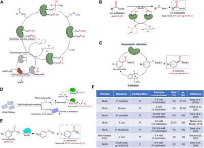 Sulfoxide Reductases and Applications in Biocatalytic Preparation of Chiral Sulfoxides: A Mini-Review